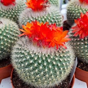 Brasilicactus haselbergii