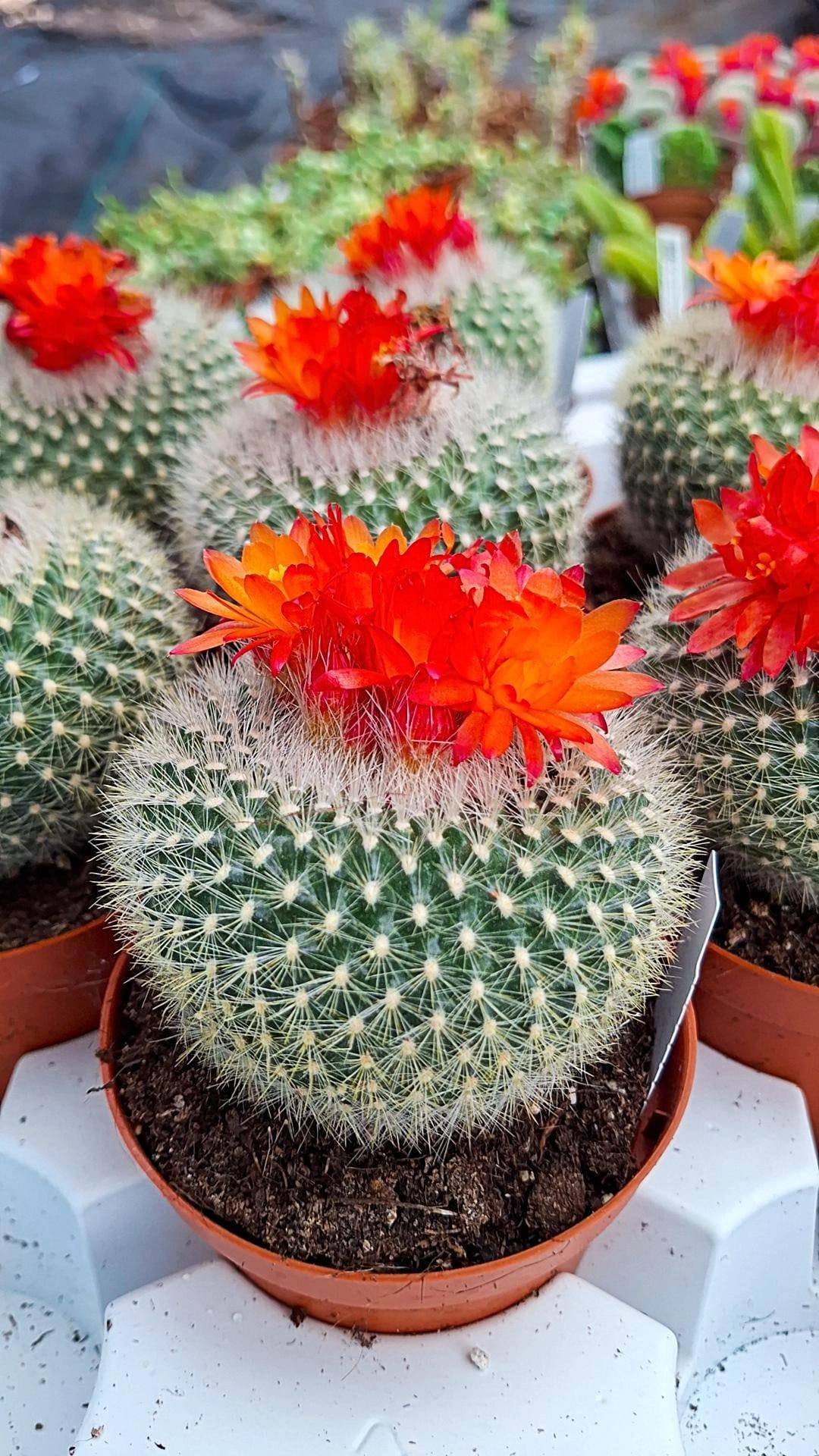 Brasilicactus haselbergii