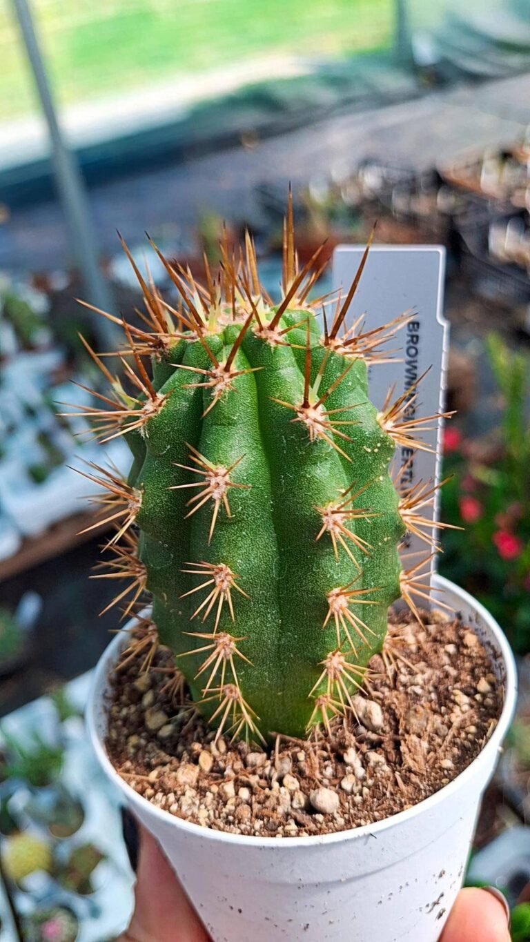 Siracactus-cactus-Browningia-hertlingiana.jpg