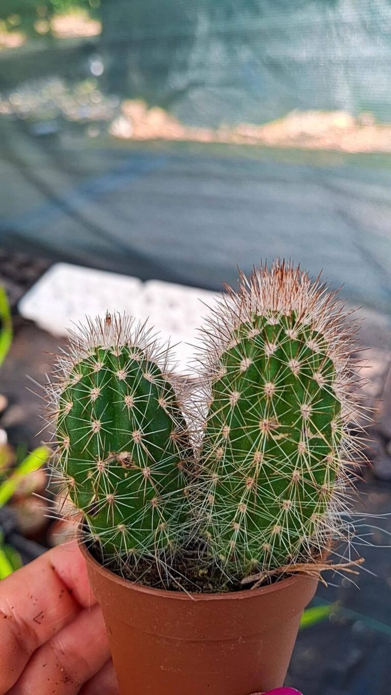 Cactus colonnare