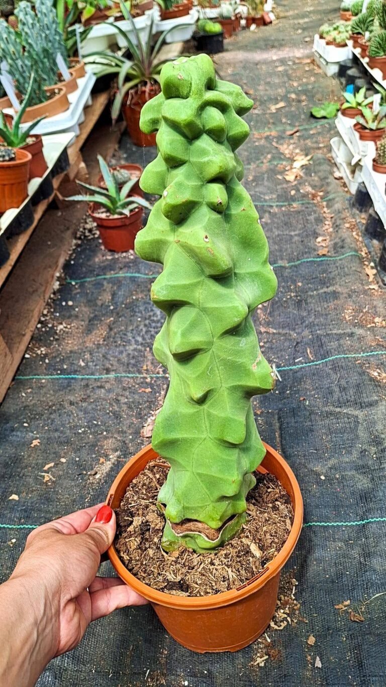 Lophocereus Schottii Mostruoso v. Maior