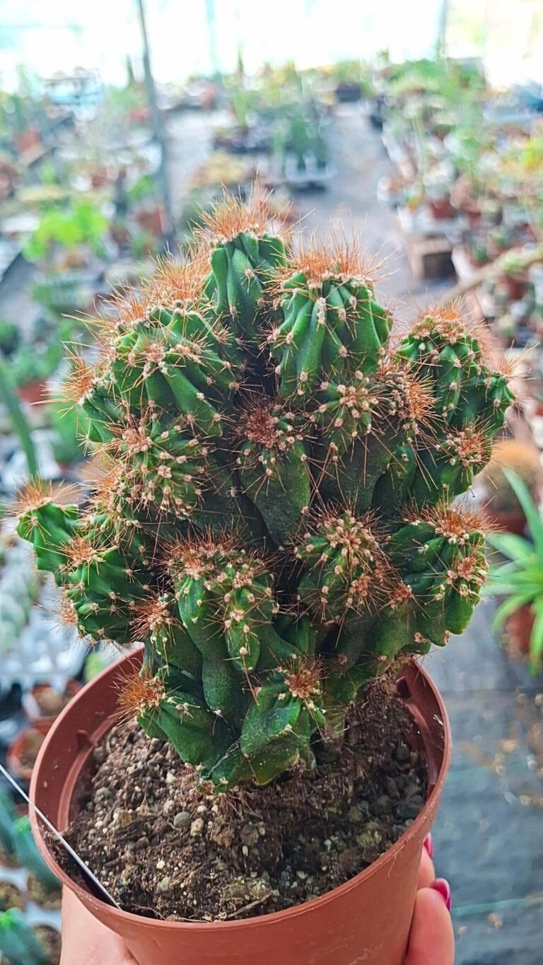 Cereus Peruvianus Coral Mostruoso
