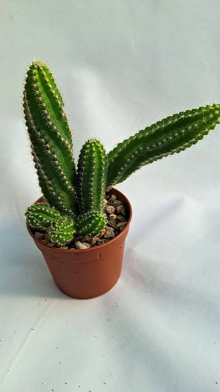Chamaecereus Hybrid El gigante