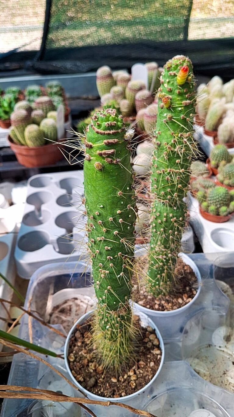 Cleistocactus Jujuyensis Mostruosa