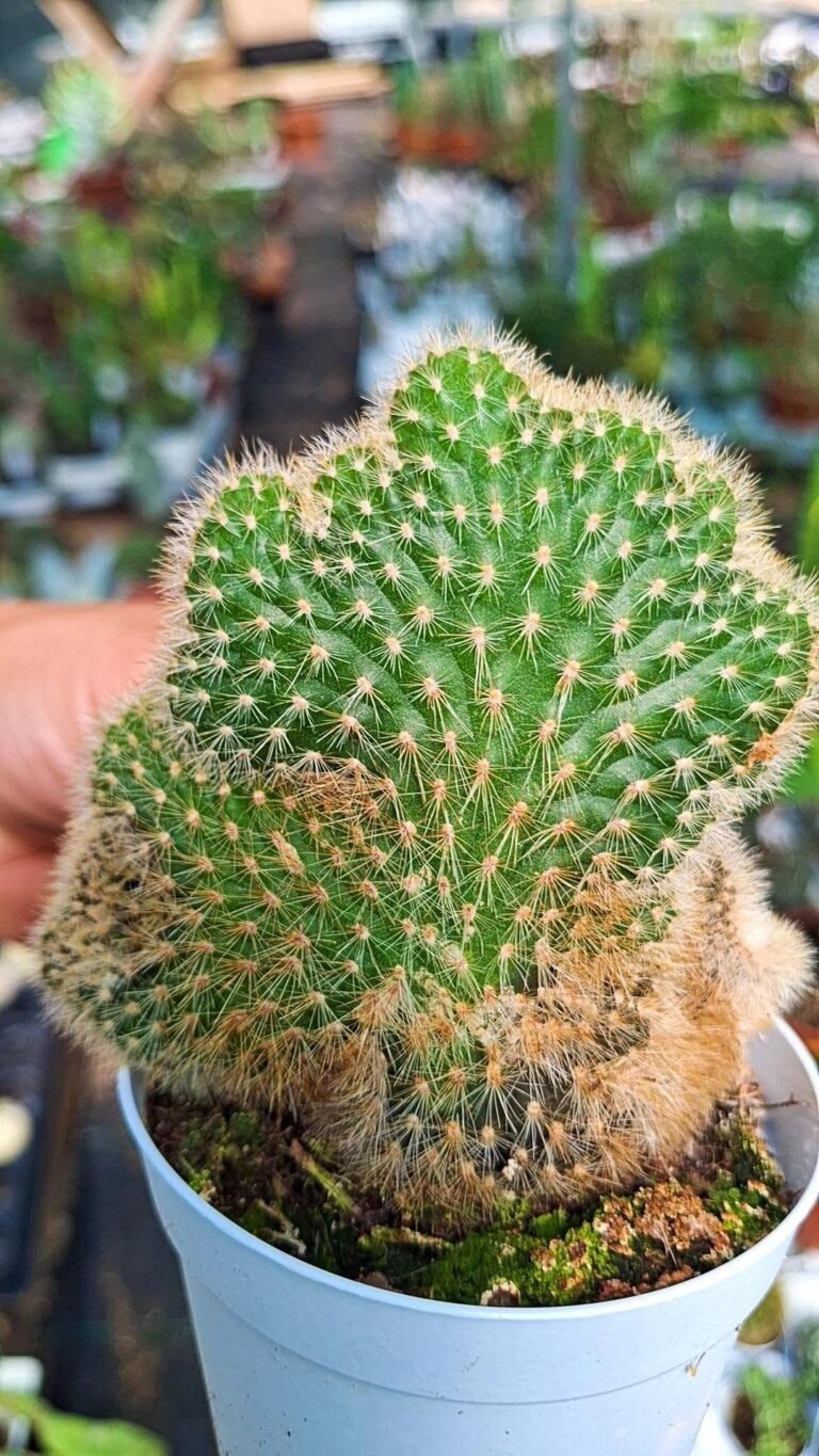 Cleistocactus Morawetzianus Crestata