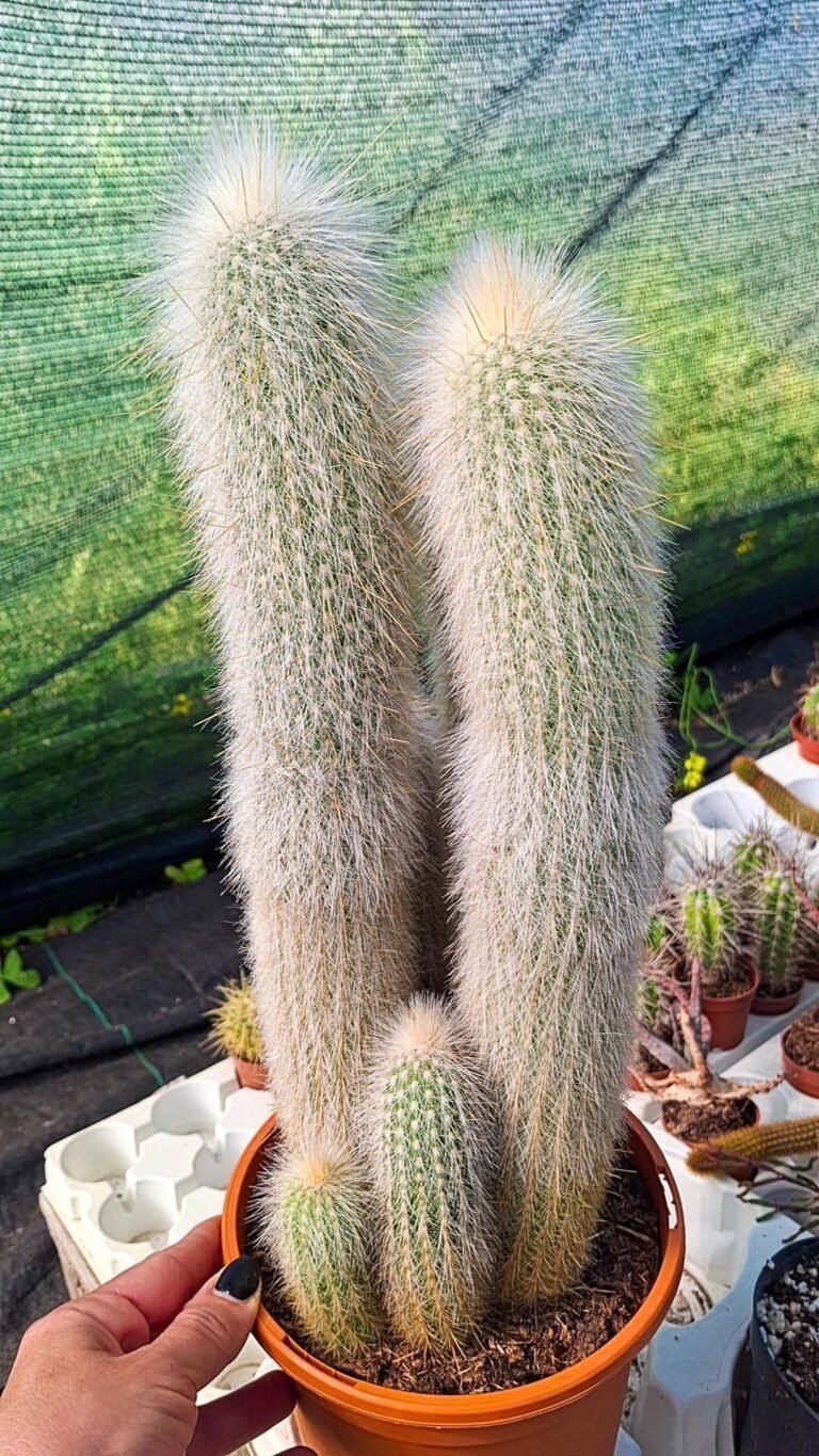 Cleistocactus Strausii