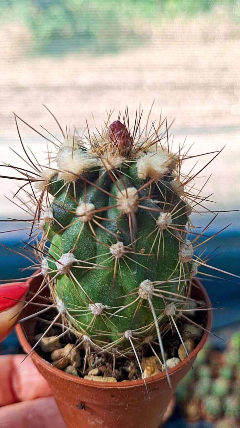 Copiapoa sp