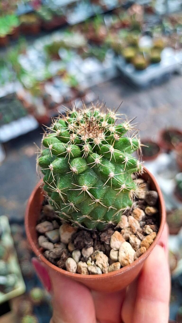 Copiapoa humilis