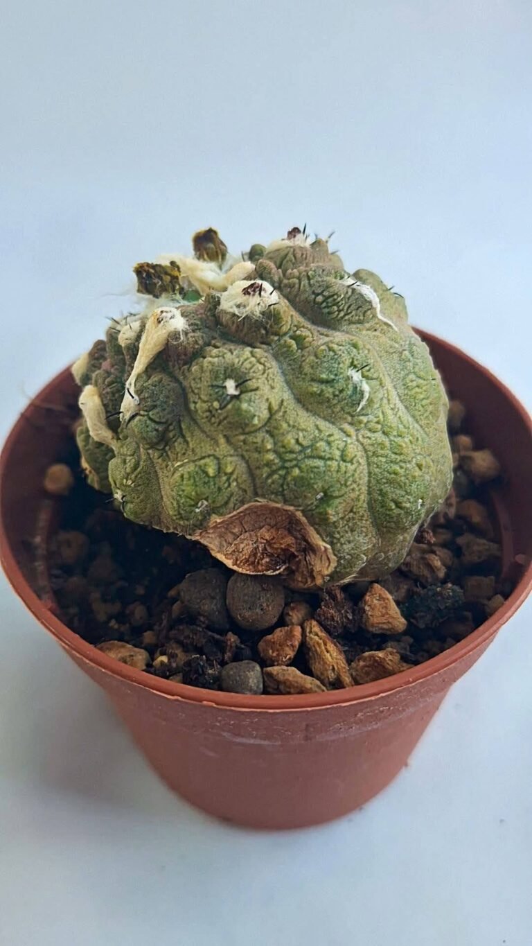 Copiapoa hypogaea lizard skin