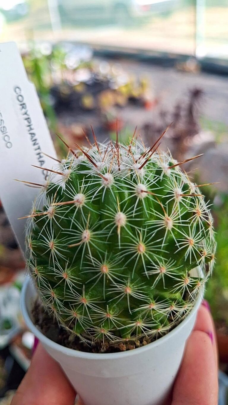 Coryphantha compacta
