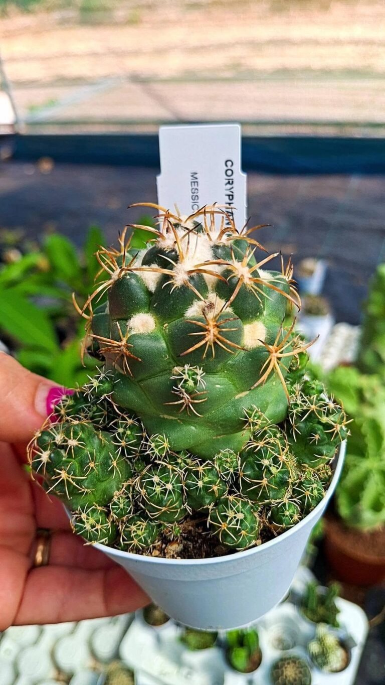 Coryphantha Elephantidens