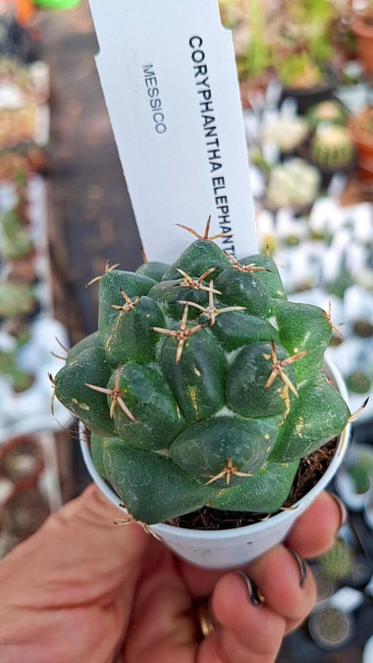 Siracactus-cactus-Coryphantha-elephantidens.jpg