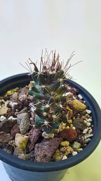 Coryphantha odorata