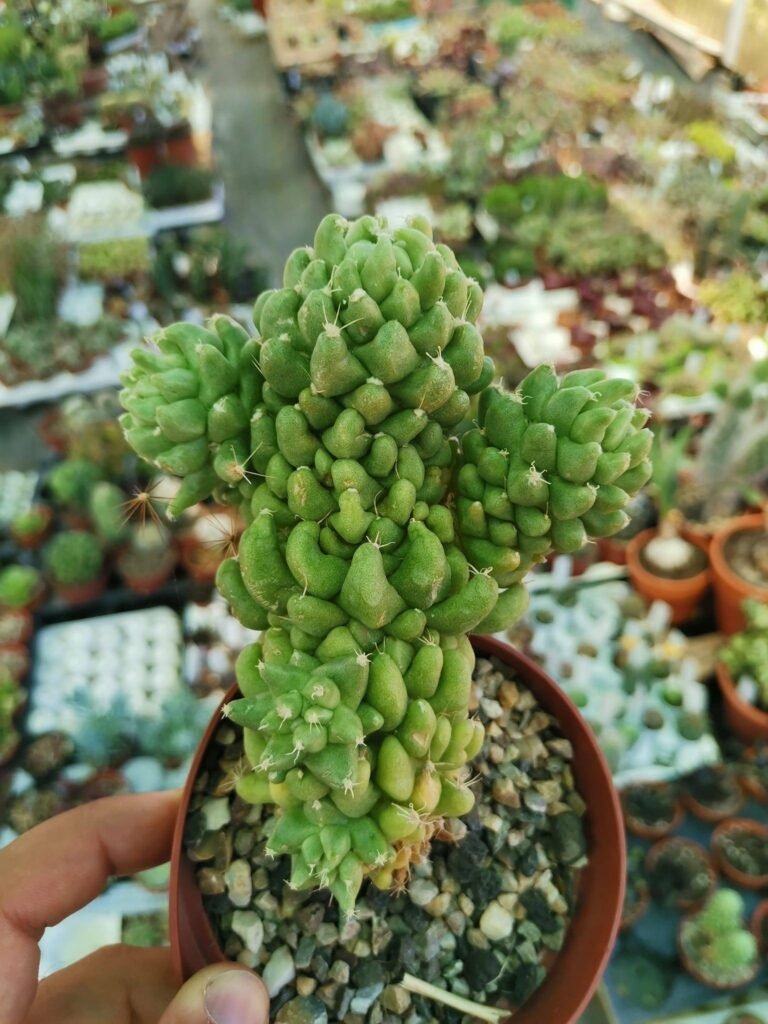 Dolichothele Longimamma Mostruosa