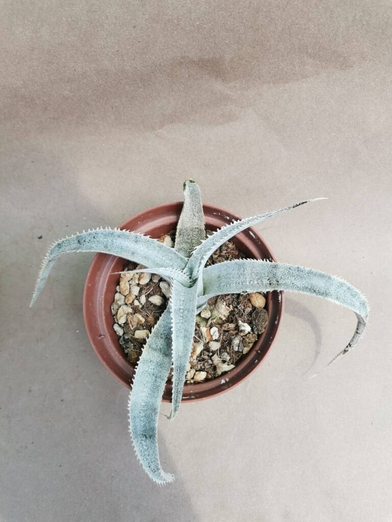 Dyckia Marnier-Lapostollei