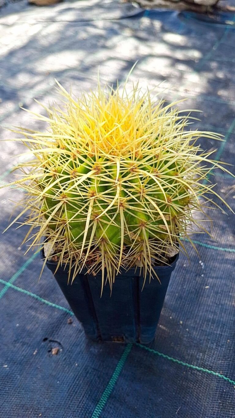 Echinocactus grusonii capistranoensis