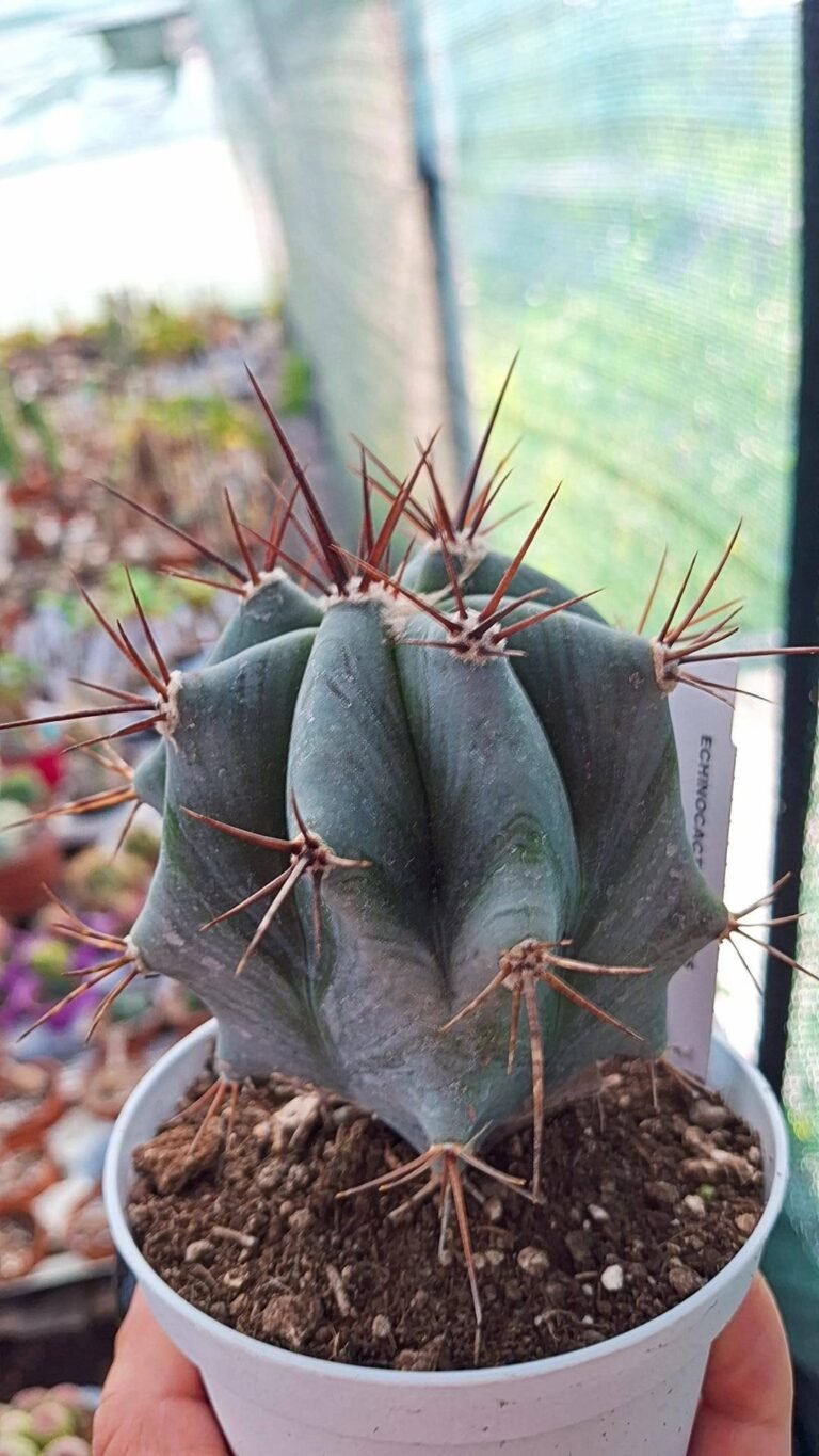 Echinocactus Platyacanthus Ingens