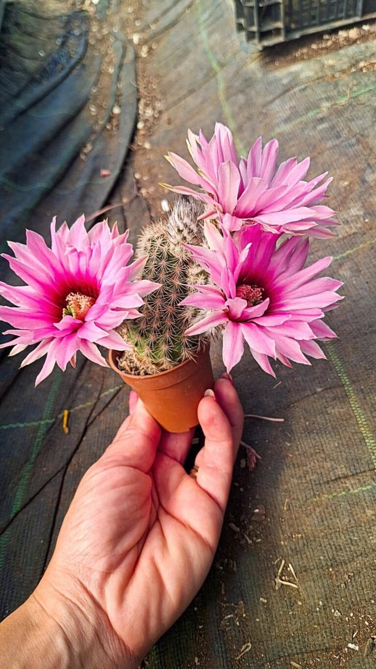Echinocereus Pectinatus x Dasyacanthus