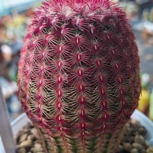 Echinocereus rigidissimus rubrispina