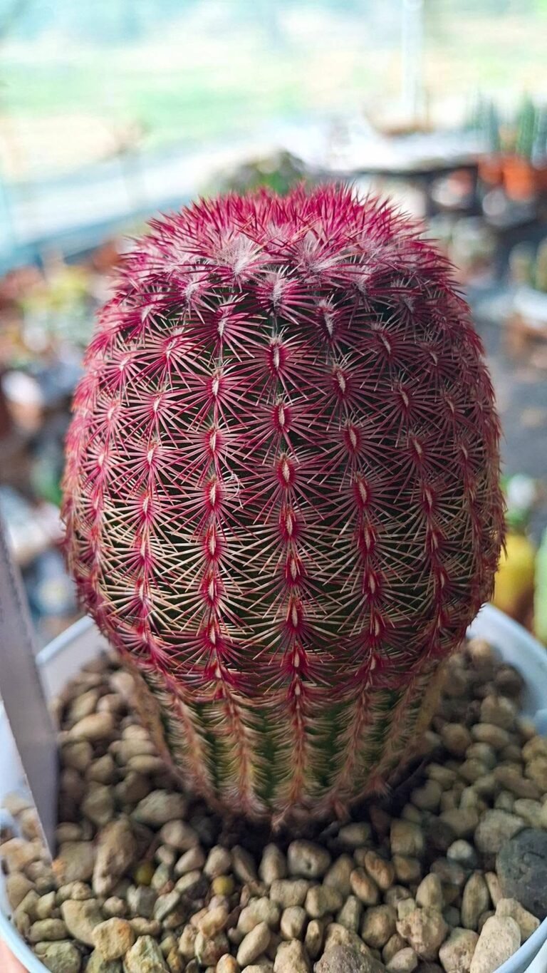Echinocereus rigidissimus rubrispina
