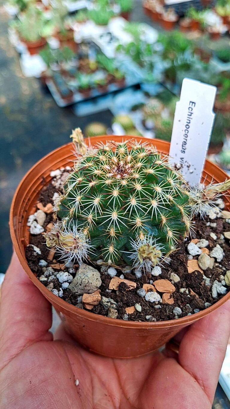 Echinocereus viridiflorus