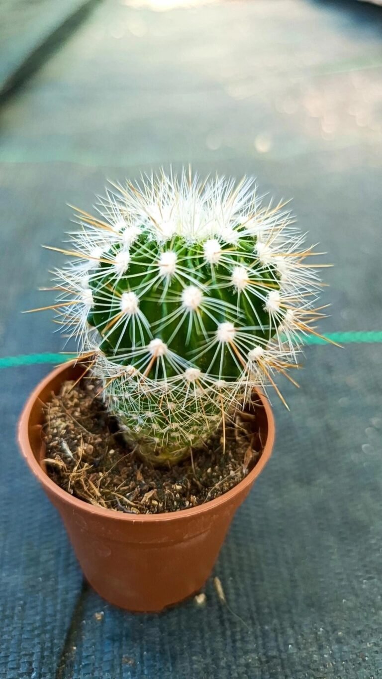 Echinofossulocactus albispina
