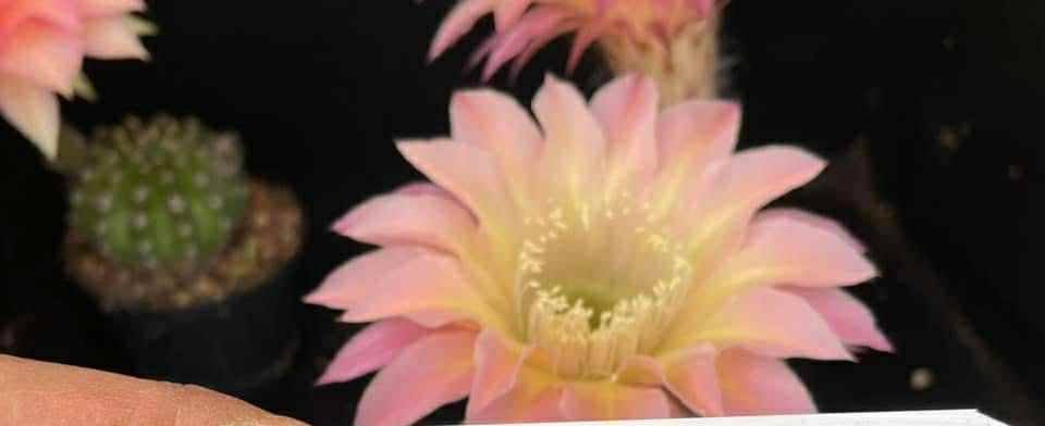 Echinopsis Hybrid 502