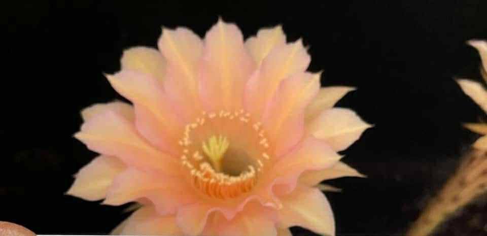 Siracactus-cactus-Echinopsis-Hybrid-512.jpg