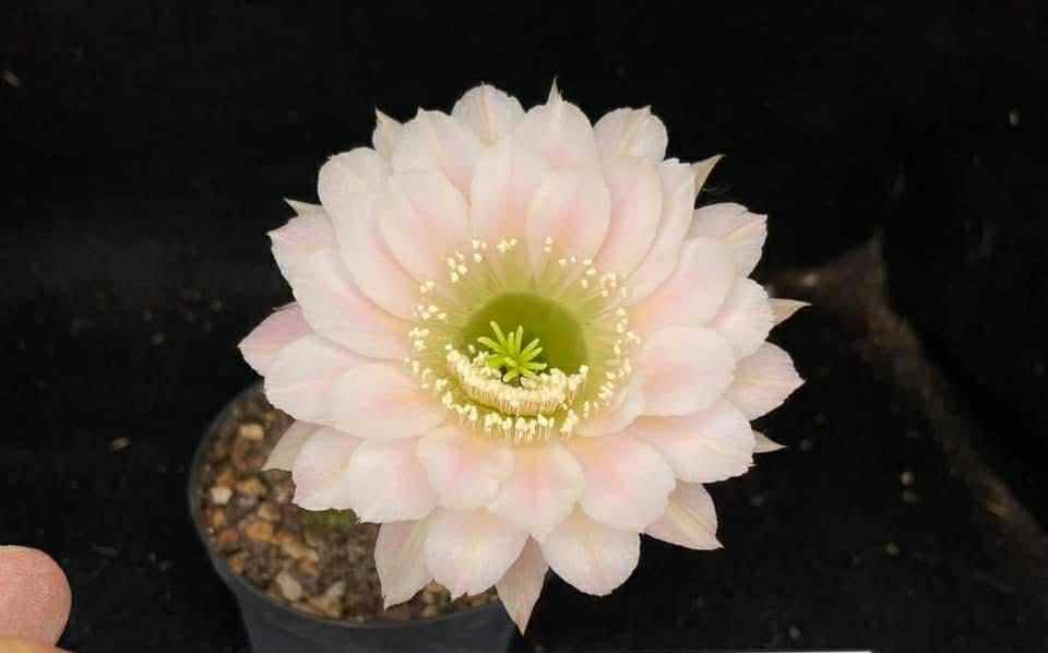 Echinopsis Hybrid 543 2021