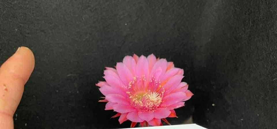 Echinopsis Hybrid 589