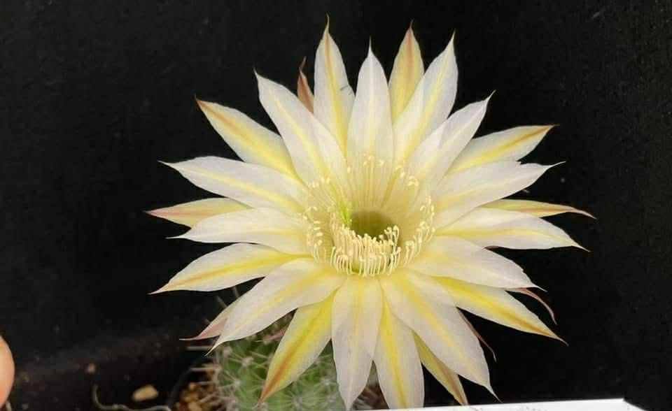 Siracactus-cactus-Echinopsis-Hybrid-708.jpg