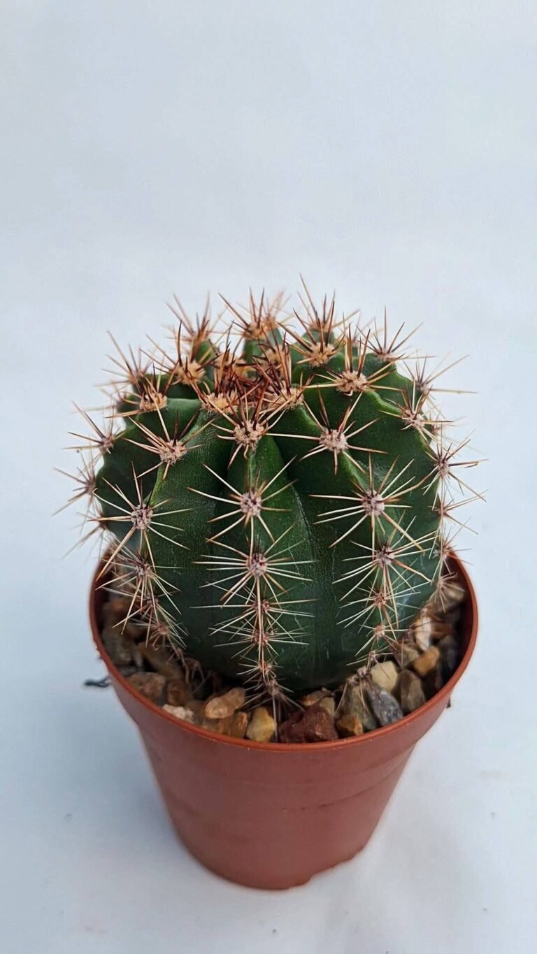 Echinopsis Hybrid Lemonade