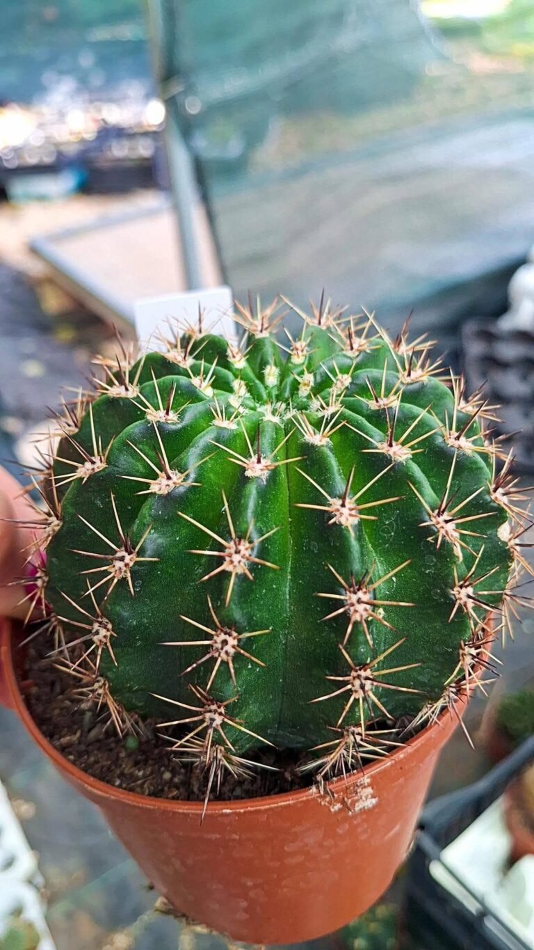 Echinopsis eyriesii