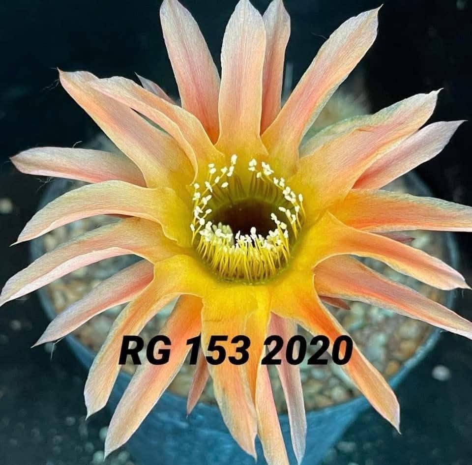 Echinopsis hybrid 153 2020