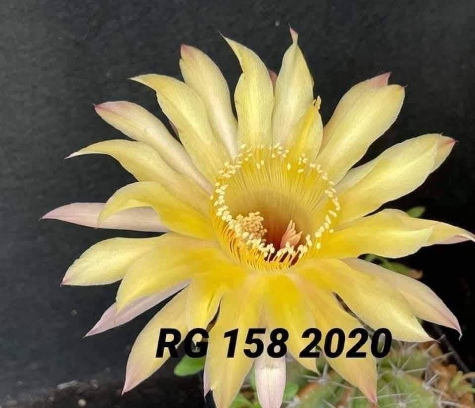 Echinopsis hybrid 158 2020