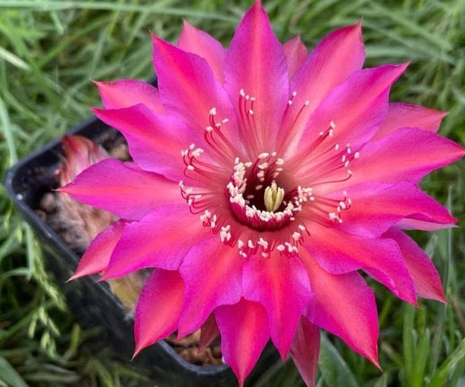 Echinopsis hybrid 159 2020