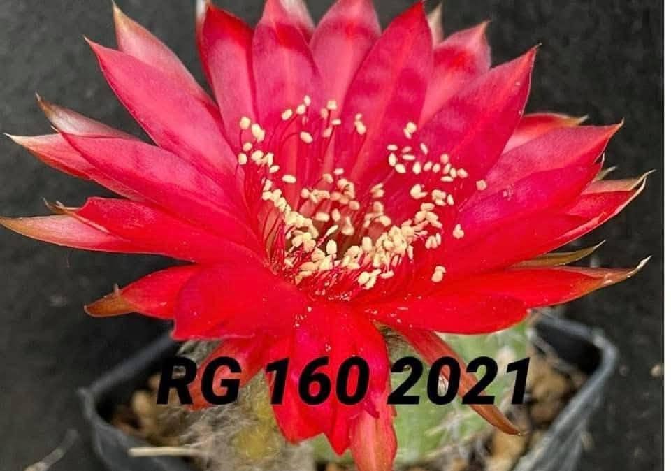Echinopsis hybrid 160 2021