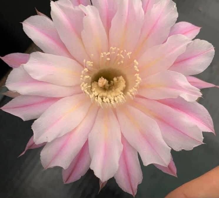 Echinopsis hybrid 162 2020