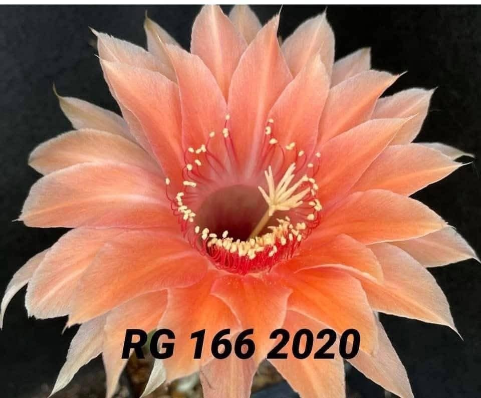 Echinopsis hybrid 166 2020