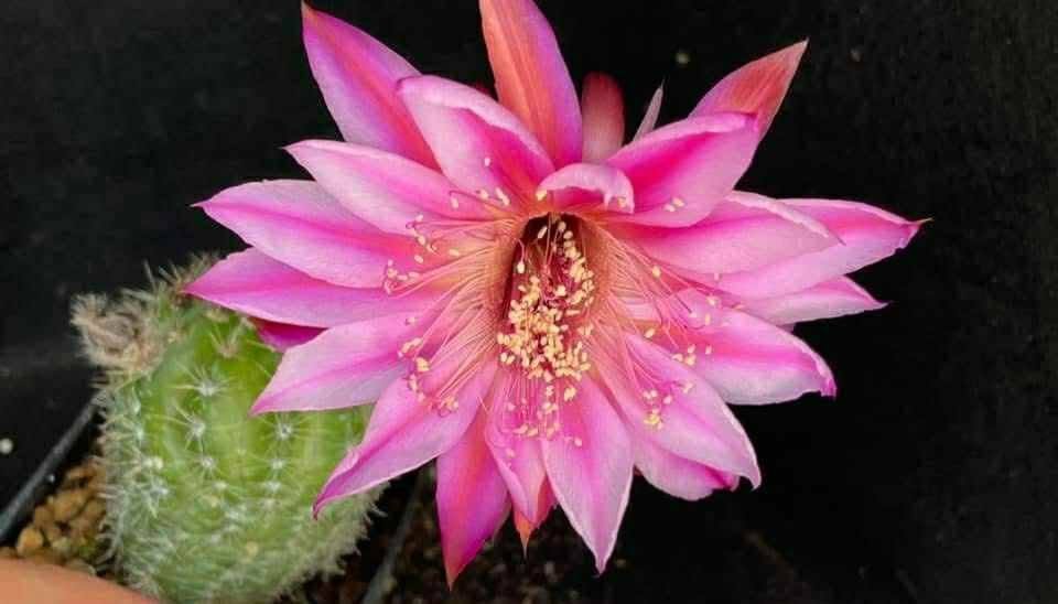 Echinopsis hybrid 666 accestita
