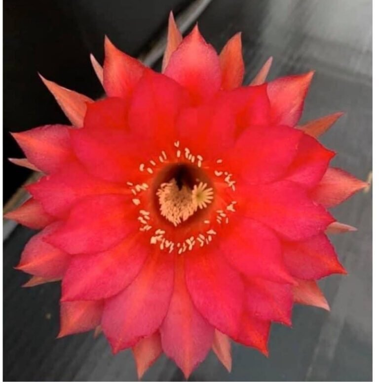 Echinopsis hybrid 833