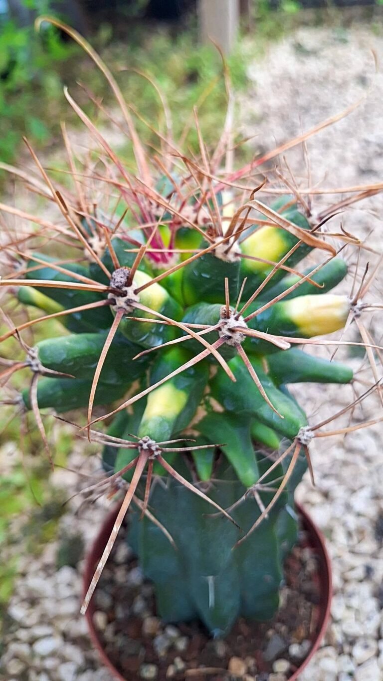Ferobergia hybrid Variegata
