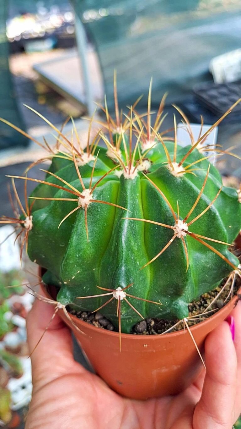 Ferocactus echidne v victoriensis