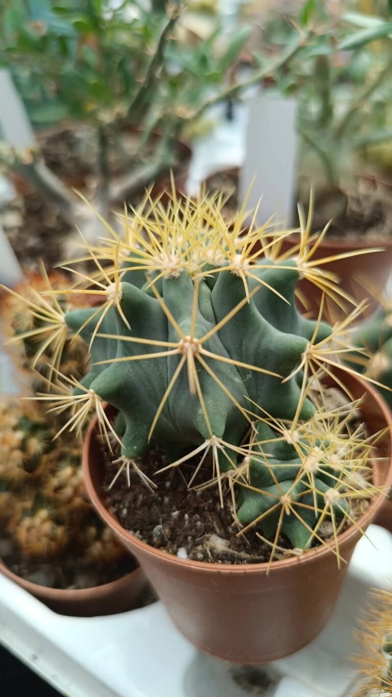 Ferocactus Glaucescens