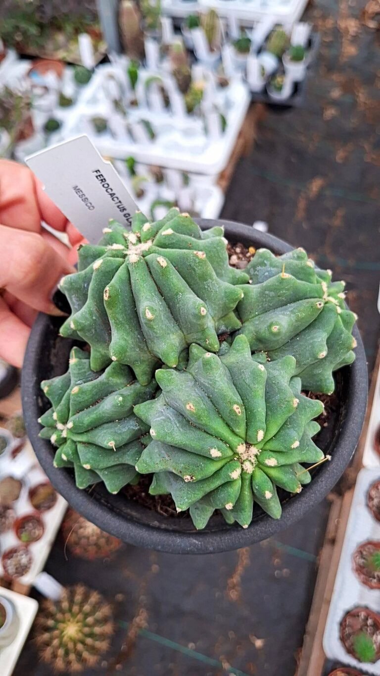 Ferocactus Glaucescens Inermis