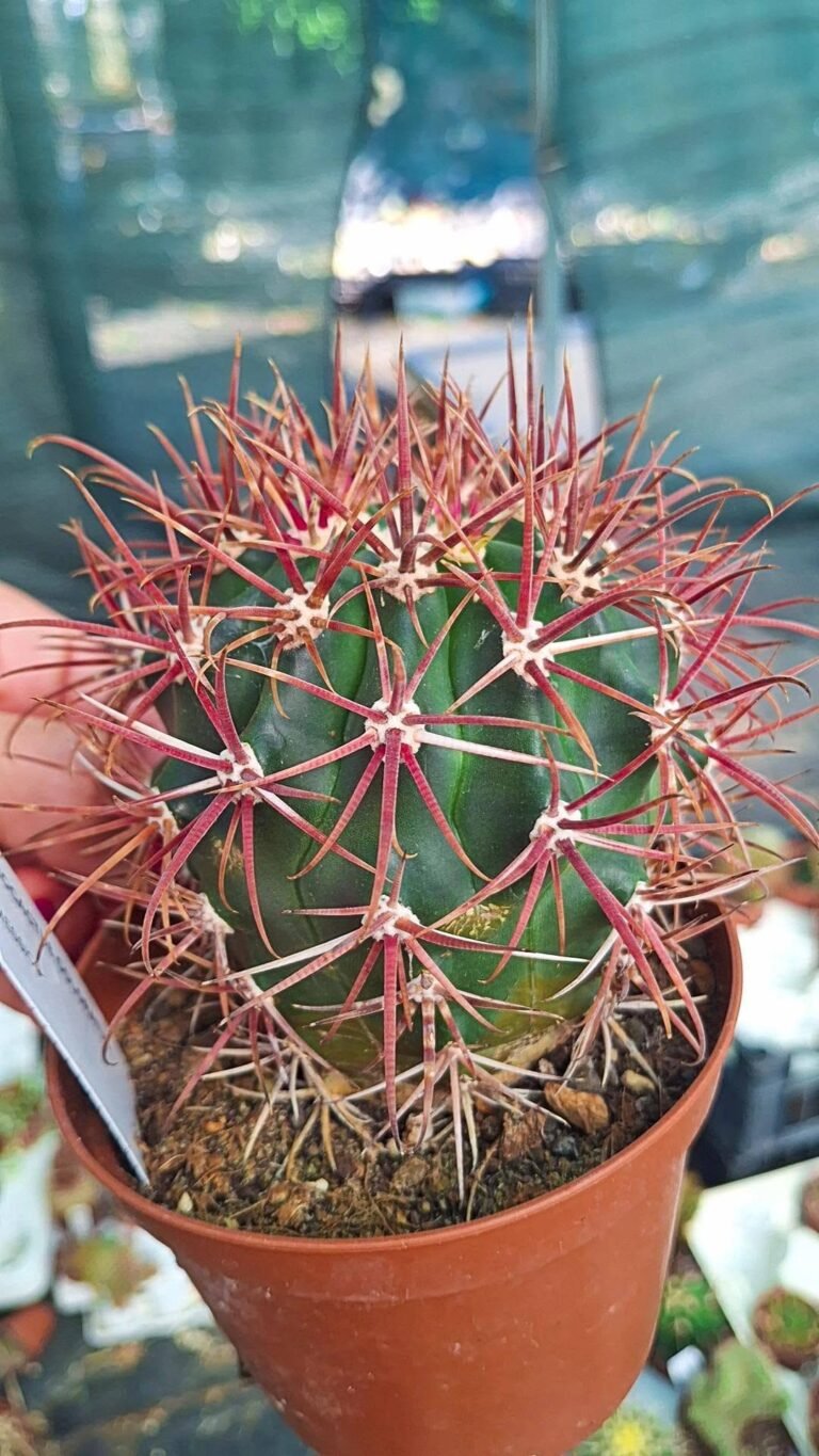 Ferocactus gracilis Hybrid