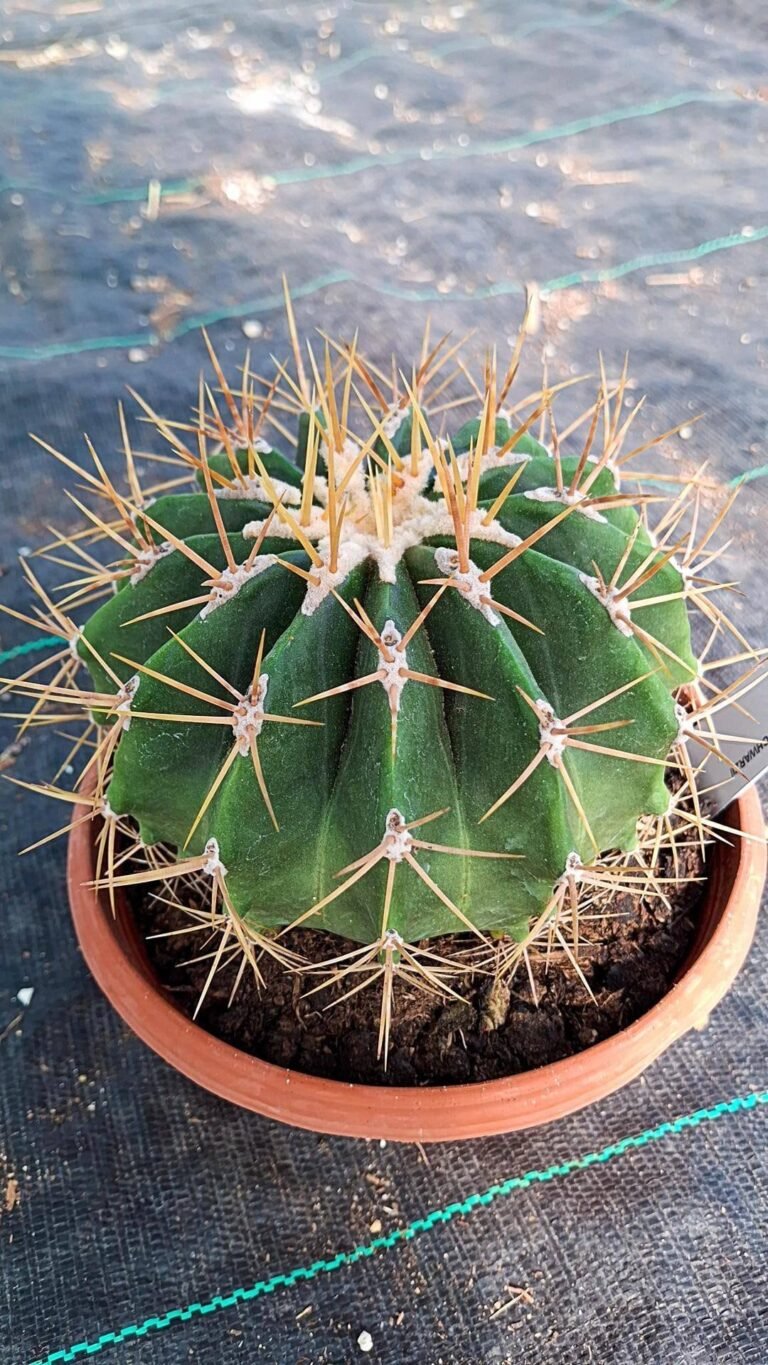 Siracactus-cactus-Ferocactus-schwarzii.jpg