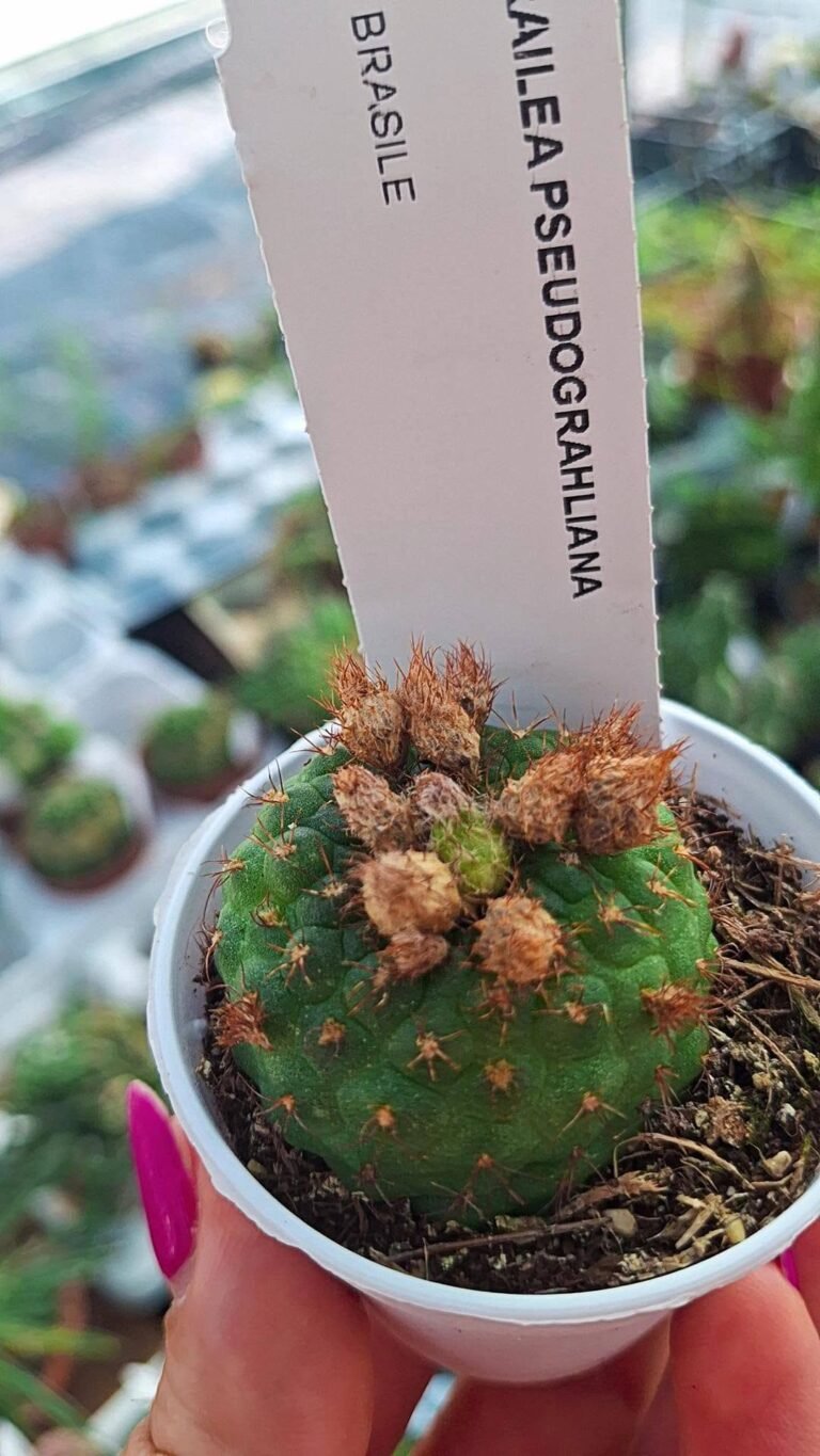 Frailea Pseudograhliana