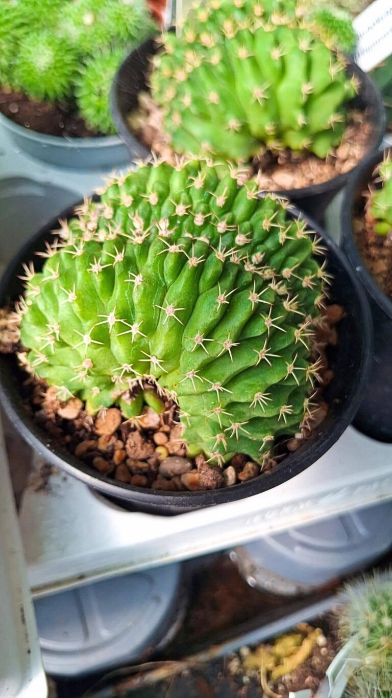 Gymnocalycium Anisitsii Crestato
