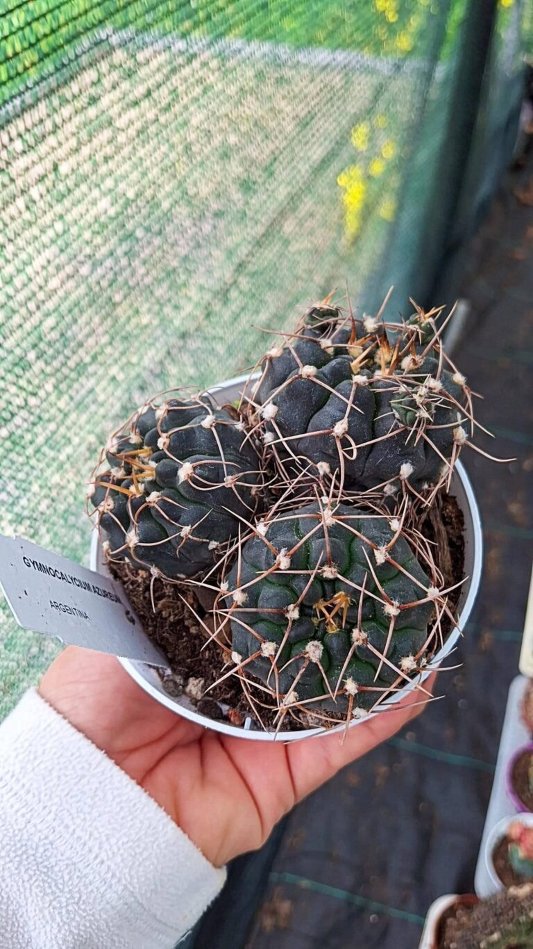 Siracactus-cactus-Gymnocalycium-azureum-accestiti.jpg